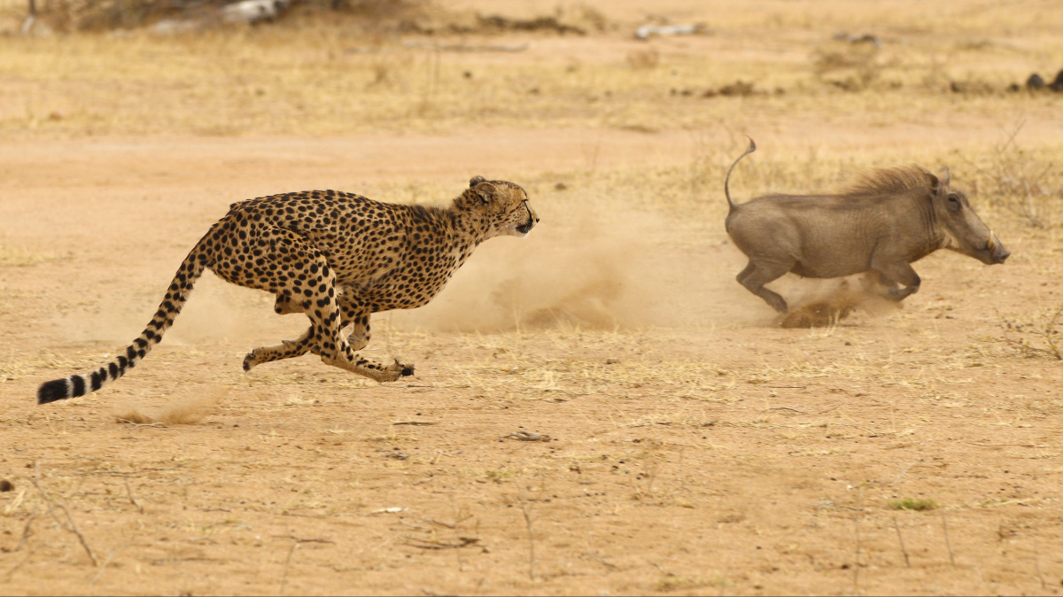 Tajemství přežití: Jak utéct před gepardem