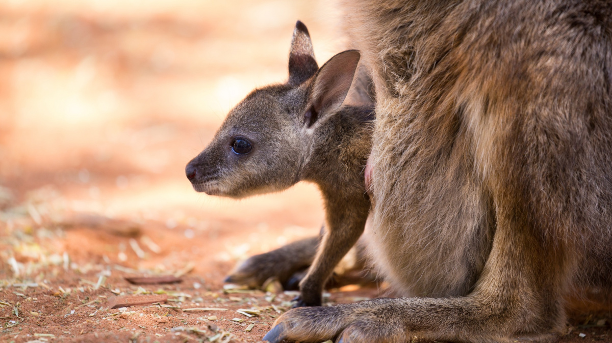 Jak se vyvinulo těhotenství? Odpověď našli vědci u vačnatců