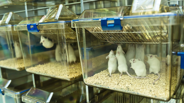 Vakcína proti rakovině eliminuje nádory u myší, na řadě je testování na lidech