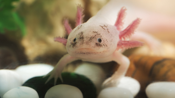 Samičky vodního dráčka samcům 'kradou geny', aby mohly mít mláďata i bez nich