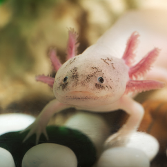 Samičky vodního dráčka samcům 'kradou geny', aby mohly mít mláďata i bez nich