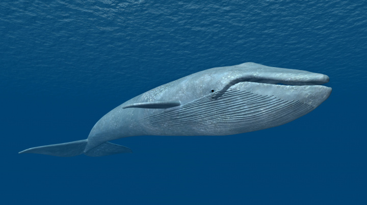 Jak se chovaly pravěké velryby? Záhadu odhalili svijonožci přisedlí na jejich tělech
