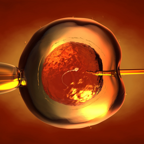 Vzniklo embryo křížence ovce a člověka. Napomůže výzkumu pěstování orgánů