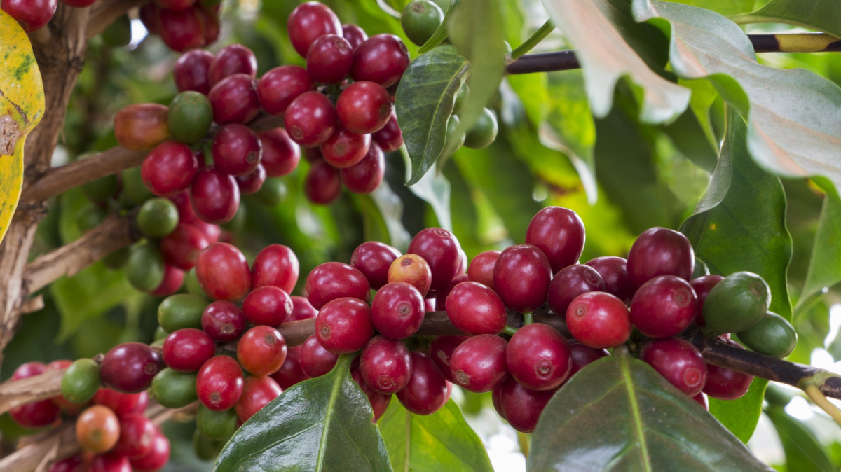 Káva brzy ztratí svou chuť, varují vědci. Budeme pít drahou černou břečku?