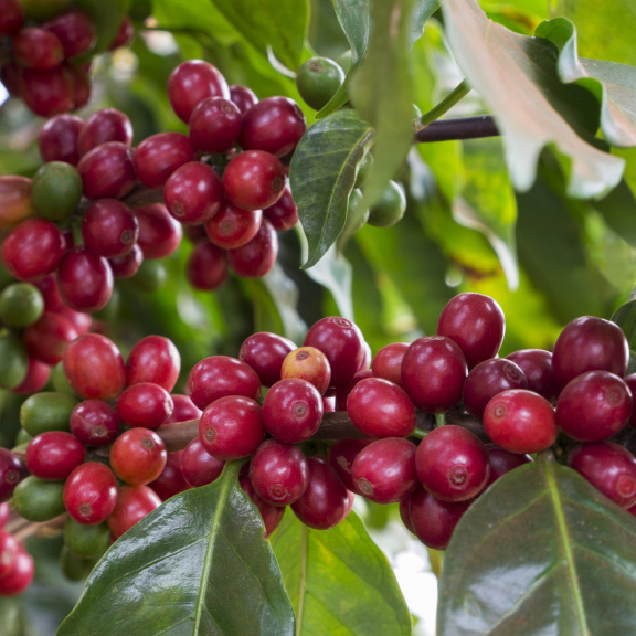 Káva brzy ztratí svou chuť, varují vědci. Budeme pít drahou černou břečku?