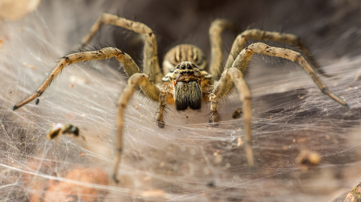 Čím vábí pavouky dieselová auta?
