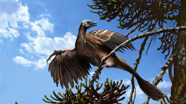 Pravěký archaeopteryx zřejmě mohl létat jako bažant