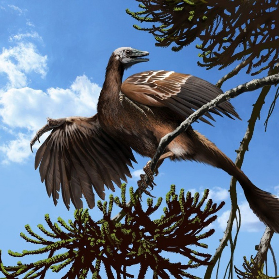 Pravěký archaeopteryx zřejmě mohl létat jako bažant