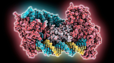 Vědci se trochu 'sekli': Genový editor CRISPR nechtěné mutace nakonec nezpůsobuje