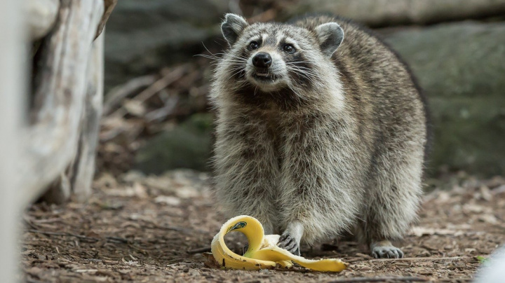 Příroda ve stínu betonu: V New Yorku žije více než 600 druhů zvířat