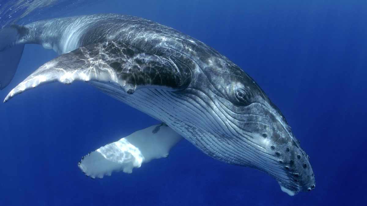 Proč jsou vodní savci tak velcí? Za vším zřejmě stojí energetická rovnováha