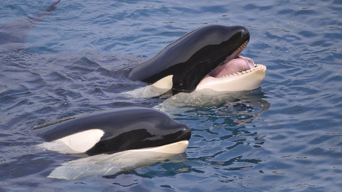 Peklo u španělského pobřeží. Kosatky děsí námořníky k smrti