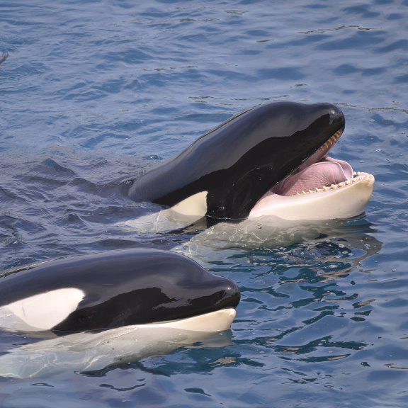 Peklo u španělského pobřeží. Kosatky děsí námořníky k smrti