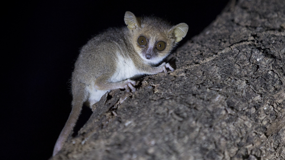 Lemuři vědcům prozradili, co s tělem skutečně dělá dieta