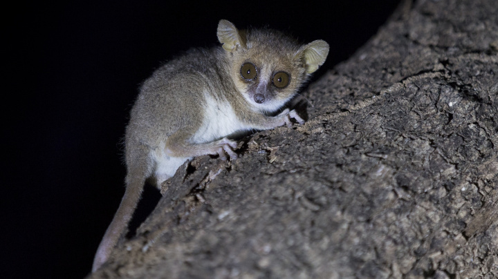 Lemuři vědcům prozradili, co s tělem skutečně dělá dieta