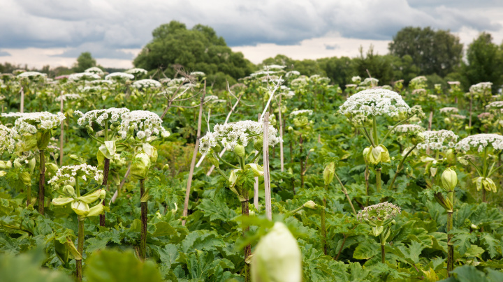 Válka, nebo křehká spolupráce? Český výzkum vrhl nové světlo na rostlinná společenstva