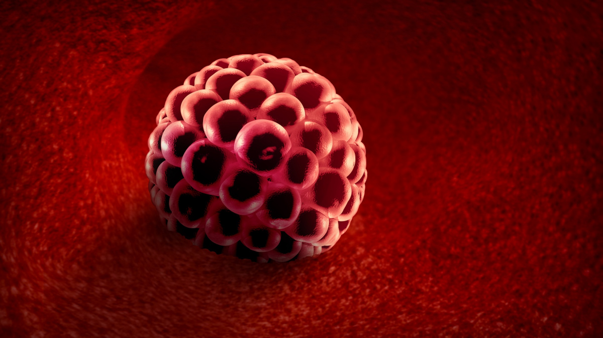 Umělé embryo poprvé u matek vyvolalo stejnou odezvu jako to přírodní