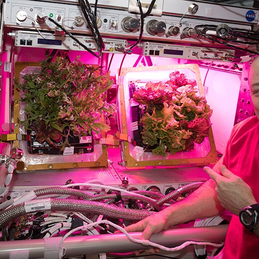 Jak bude vypadat zahrádka kosmonautů? NASA zjišťuje, která zelenina přežije ve vesmíru