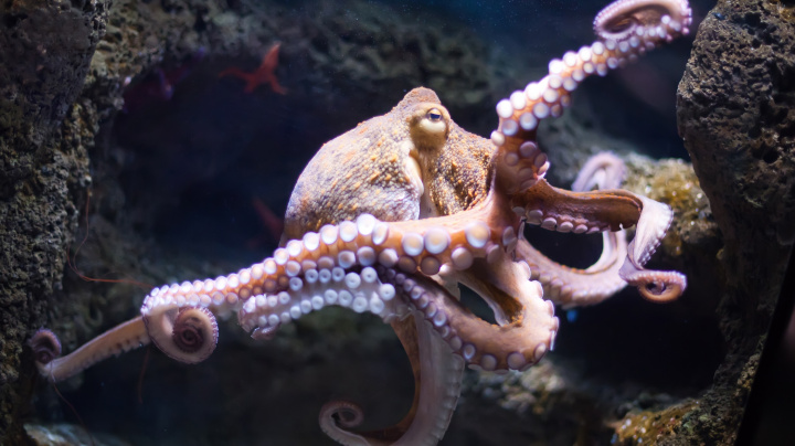 Nová evoluční teorie šokuje: Přiletěly k nám chobotnice z vesmíru?