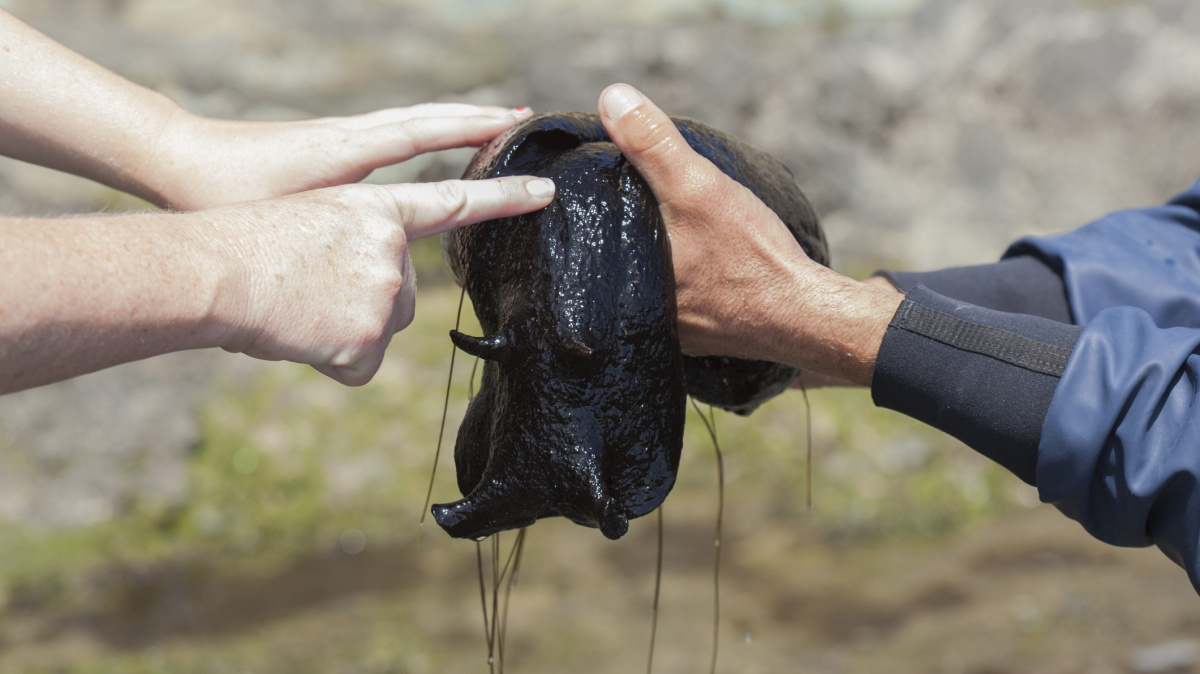 Vědci poprvé přenesli vzpomínku mezi dvěma bytostmi. Zatím u plžů