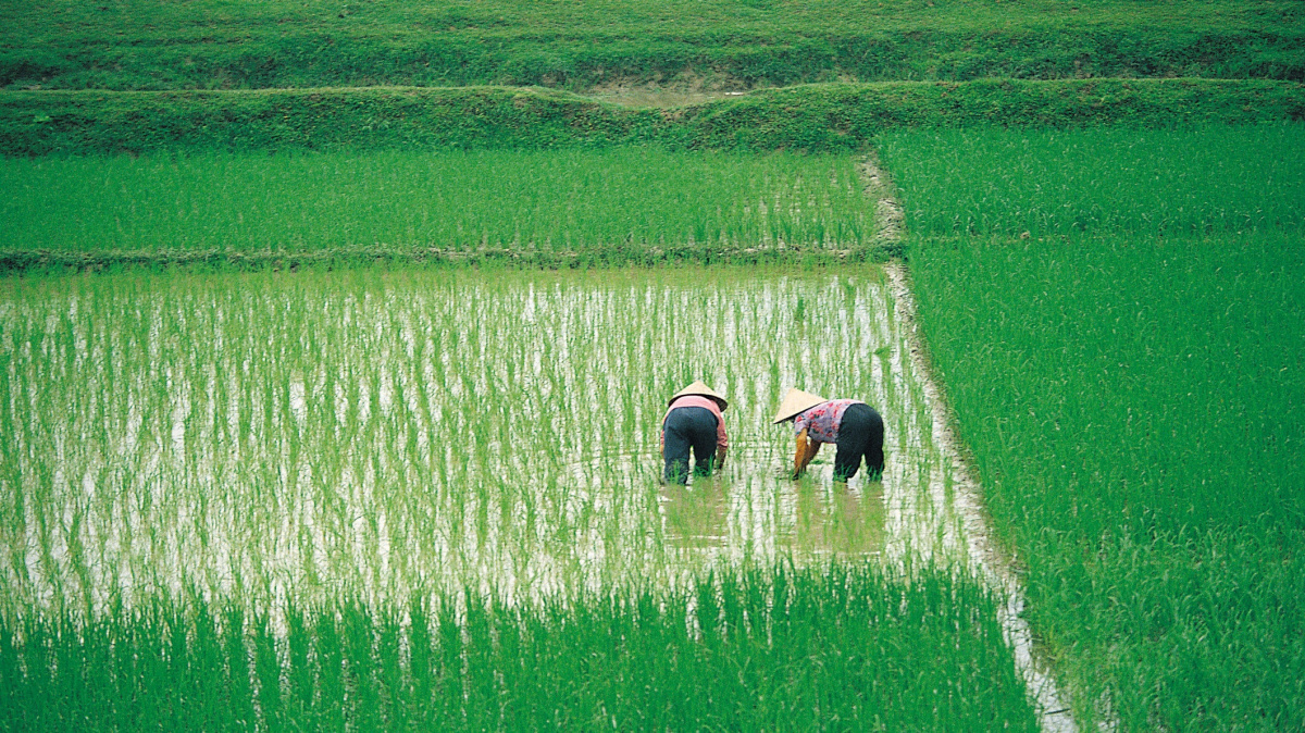 Genetici 'vyrobili' rýži, co plodí o třetinu víc. Má šanci dostat se mezi lidi?
