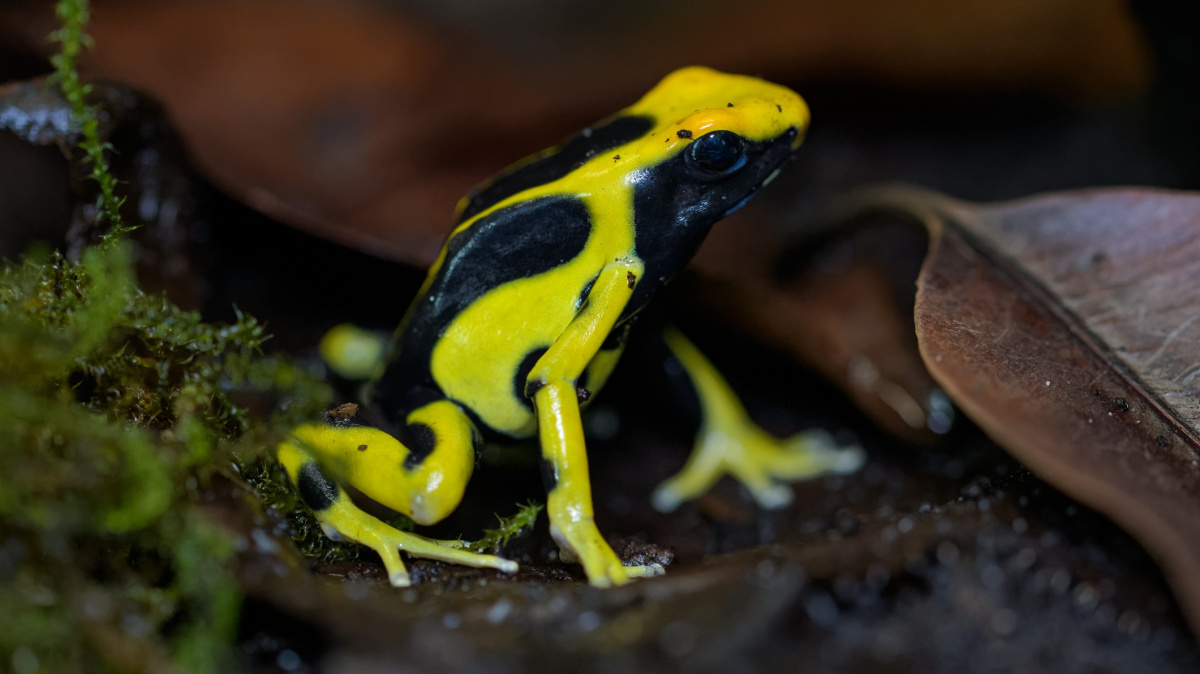 Jak se maskovat a zároveň strašit? Pralesničky rozlouskly zdánlivý paradox
