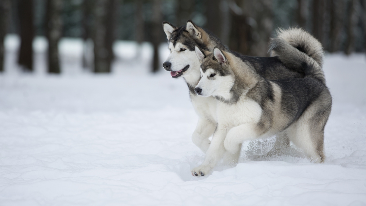 Kam se poděli indiánští psi? Zbyla po nich jen pohlavně přenosná rakovina