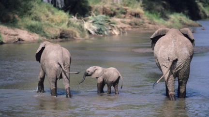 Úbytek zvěře pomalu vede ke kolapsu ekosystému