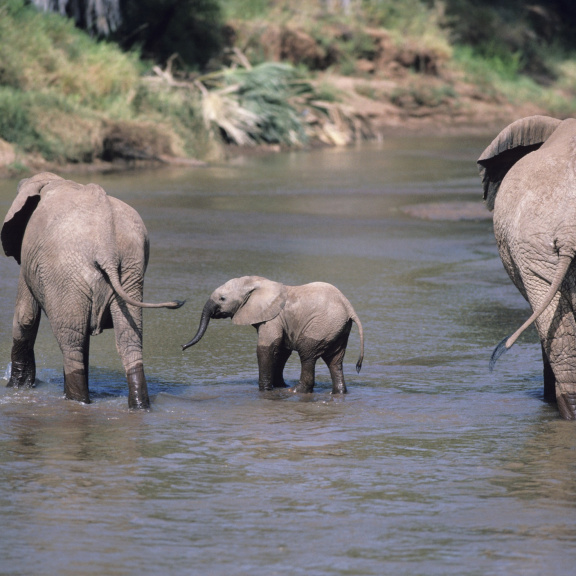 Úbytek zvěře pomalu vede ke kolapsu ekosystému