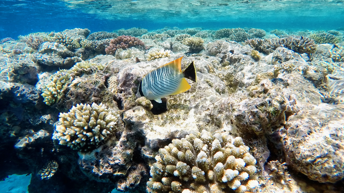 Havajští koráli se přizpůsobují oteplování moří