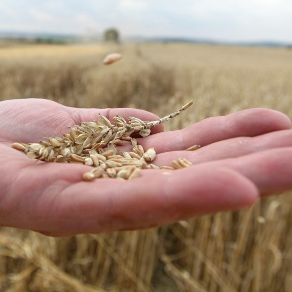 Čeští vědci pomohli rozluštit genom pšenice. Svět se tak možná vyhne hladomoru