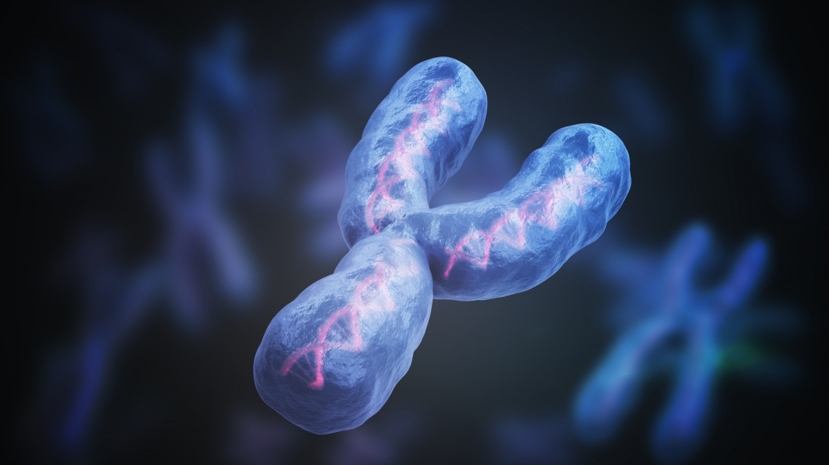 Chromozom Y jednou zanikne. Čeští vědci zkoumali, co k tomu vede