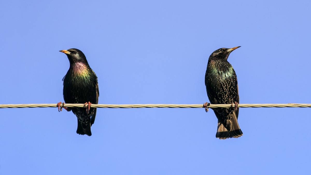 Samci špačků místo zpěvu na samice útočí. Mohou za to antidepresiva