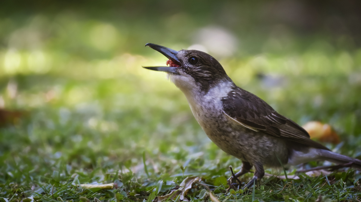 Profesionální zabijáci. Ťuhýci zabíjejí svou kořist silou až šesti G