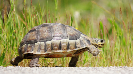 Podceňované želvy. Jejich vliv na prostředí je vyšší, než se myslelo