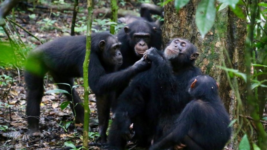Proč se spolu šimpanzi dobrovolně dělí o jídlo?