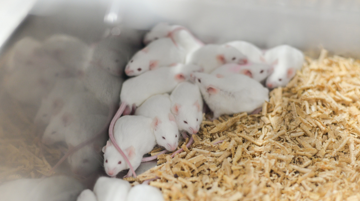 Samce netřeba. Samice dvou myší zplodily zdravé mládě