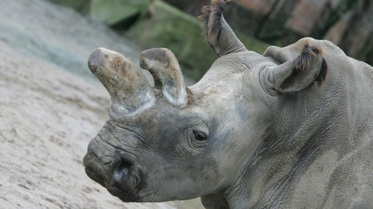 Severní bílí nosorožci mají šanci. Vědci získali dostatek genetických zdrojů pro jejich záchranu