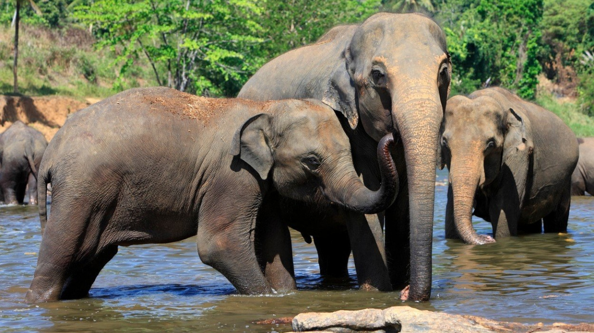Sloni indičtí počítají podobně jako lidé