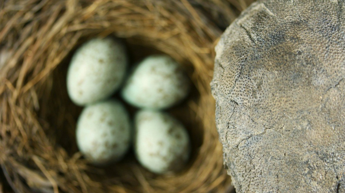 Dinosauři měli vejce barevná jako ptáci, hlásí paleontologové