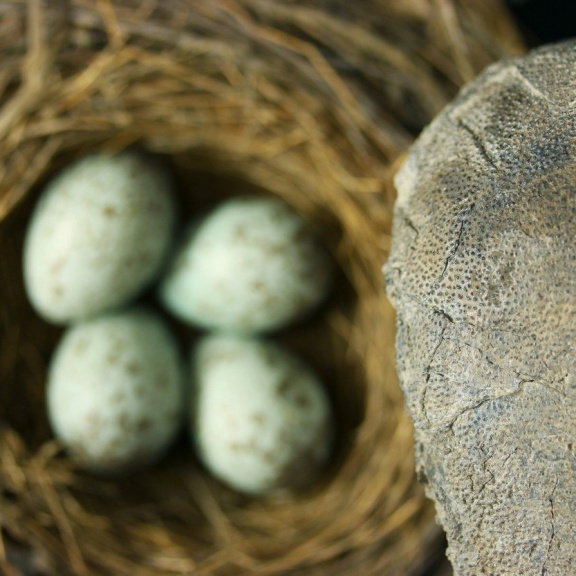 Dinosauři měli vejce barevná jako ptáci, hlásí paleontologové