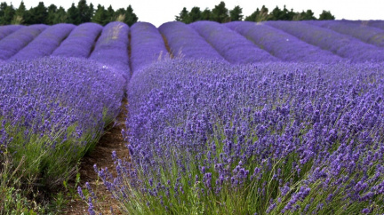 Levandule funguje jako přírodní valium. Její vůně opravdu uklidňuje