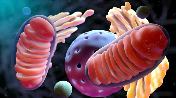 Šokující objev: Lidé mohou dědit mitochondrie i po otci