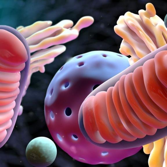 Šokující objev: Lidé mohou dědit mitochondrie i po otci