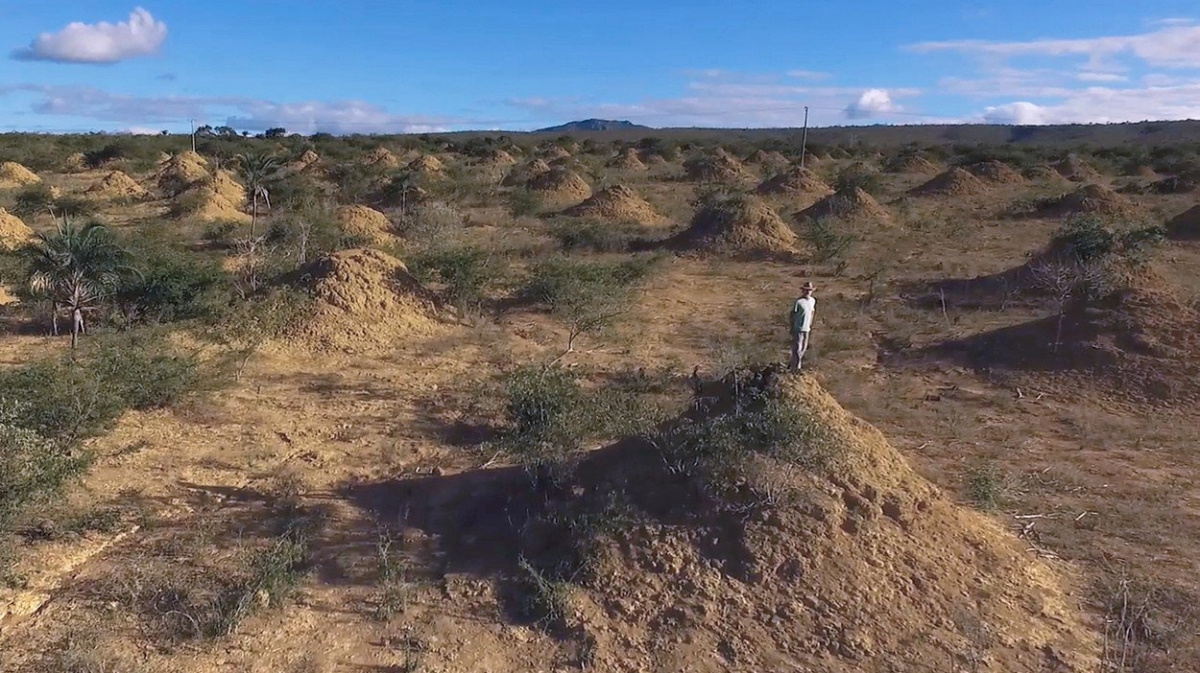 Gigantická 'termitiště' v Brazílii pokrývají plochu jako Anglie. Jsou vidět až z vesmíru