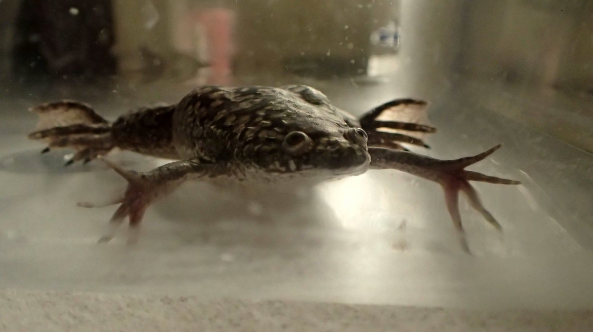 Žábám díky novému bioreaktoru dorostou nohy rychleji