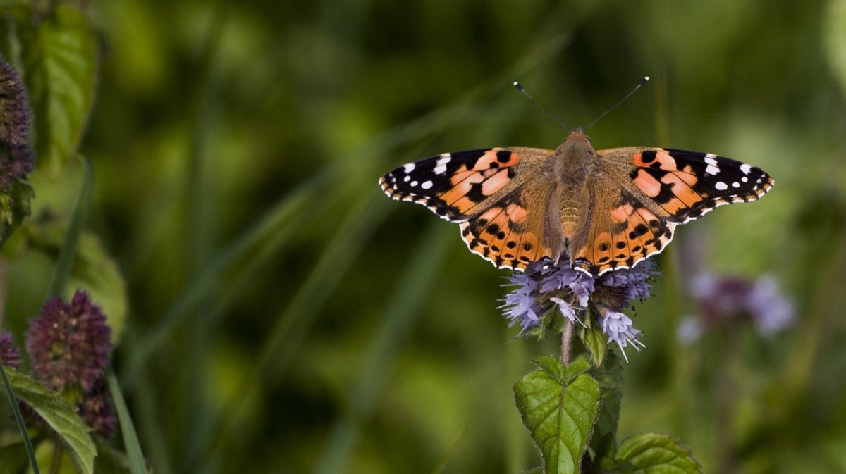 Babočky odlétají do Afriky. Na 'křídlech' větru plachtí rychlostí až sto kilometrů v hodině