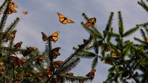 Motýlí migrace
