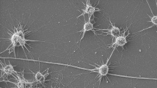 5.DCO-altiarchaeales-biofilm