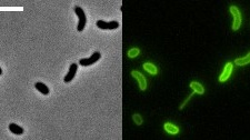 Vědci poprvé v přímém přenosu pozorovali, jak bakterie 'kradou' DNA z okolí